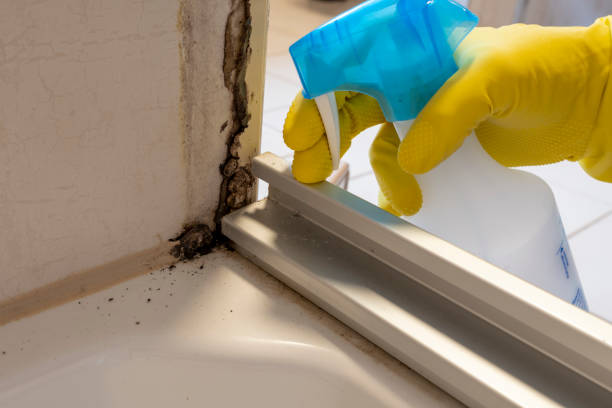 Best Mold Cleaning Services  in Troy, IL