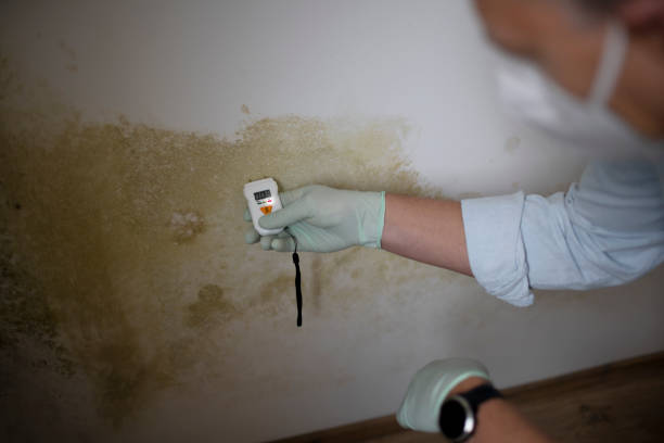 Trusted Troy, IL Mold Removal Experts