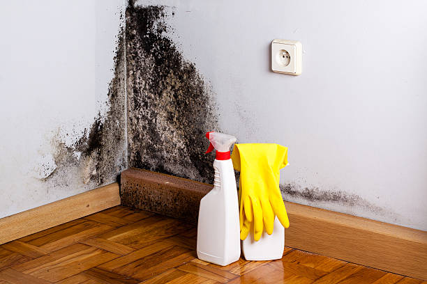 Best Black Mold Removal  in Troy, IL