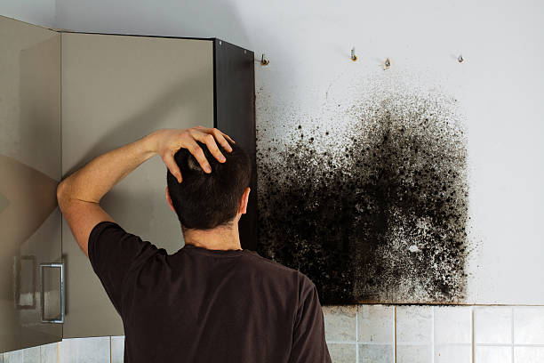 Best Commercial Mold Removal  in Troy, IL
