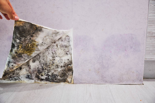 Best Office Mold Removal Services  in Troy, IL